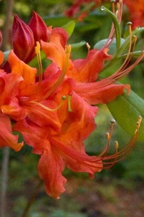 Oconee Native Azalea - Rhododendron Flammeum Speciosum - 3 Gallon Pot - Image 4