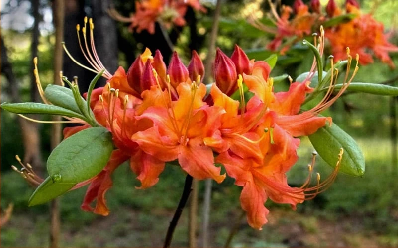 Oconee Native Azalea - Rhododendron Flammeum Speciosum - 3 Gallon Pot - Image 6