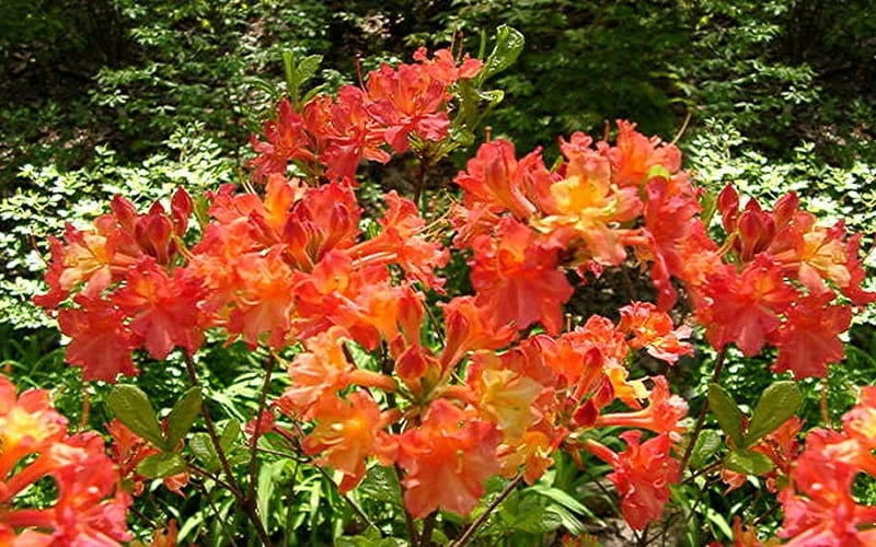 Oconee Native Azalea - Rhododendron Flammeum Speciosum - 3 Gallon Pot - Image 5