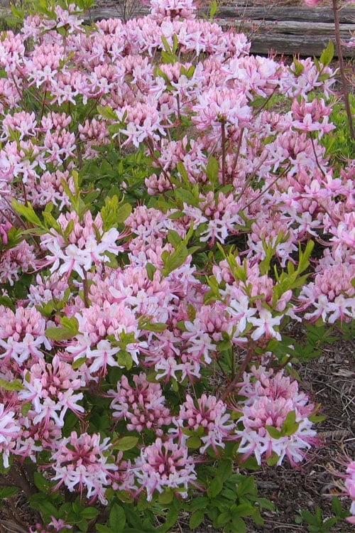 Pinxterbloom Azalea (Rhododendron Periclymenoides) - 3 Gallon Pot - Image 5