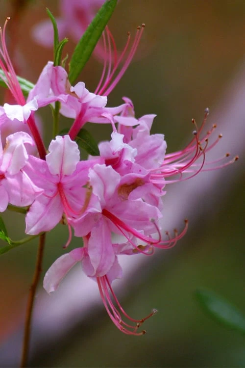 Pinxterbloom Azalea (Rhododendron Periclymenoides) - 3 Gallon Pot - Image 10