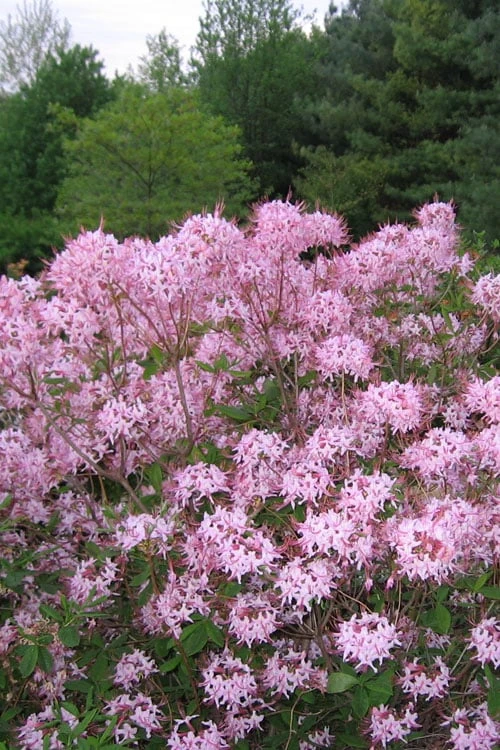 Pinxterbloom Azalea (Rhododendron Periclymenoides) - 3 Gallon Pot - Image 6
