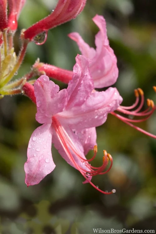 Pinxterbloom Azalea (Rhododendron Periclymenoides) - 3 Gallon Pot - Image 8