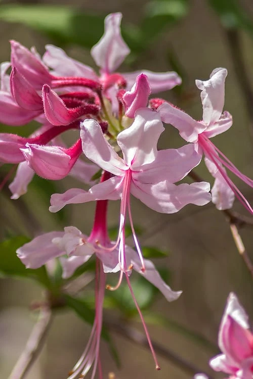 Pinxterbloom Azalea (Rhododendron Periclymenoides) - 3 Gallon Pot - Image 9