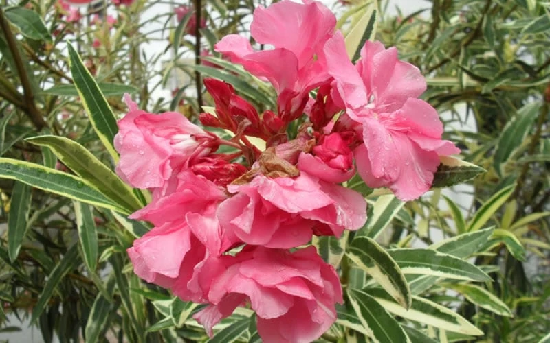 Twist Of Pink Oleander - 2 Gallon Pot - Image 6