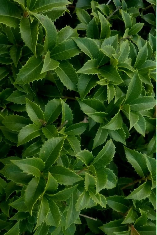 Wheeler's Cold Hardy Fragrant Tea Olive (Osmanthus) - 3 Gallon Pot - Image 5