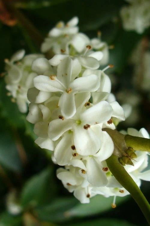 Wheeler's Cold Hardy Fragrant Tea Olive (Osmanthus) - 3 Gallon Pot - Image 4