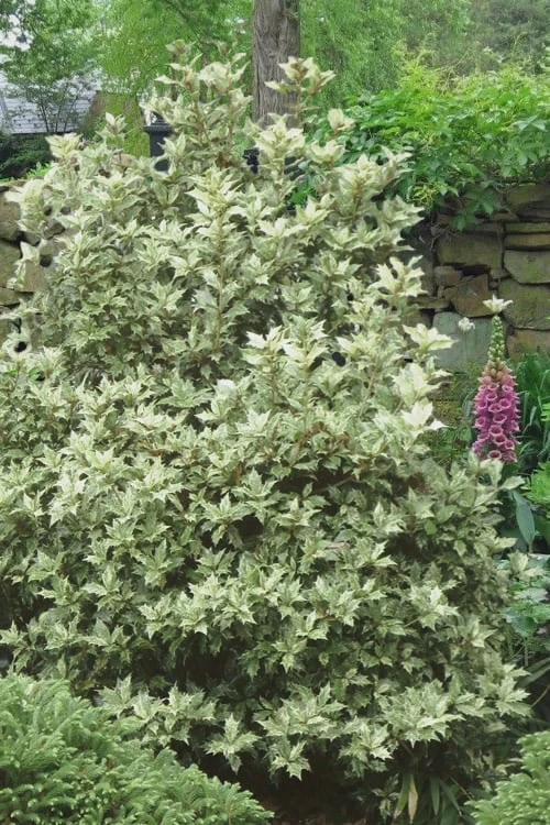 Goshiki Osmanthus (Variegated False Holly) - 1 Gallon Pot - Image 4