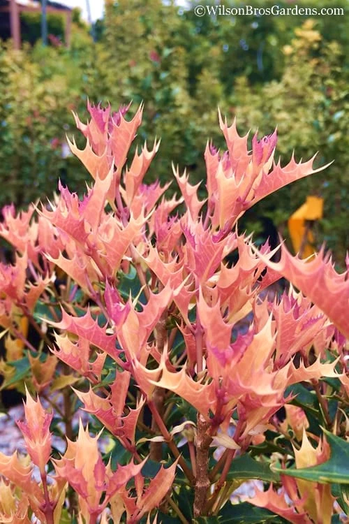 Party Lights Pink Flush Tea Olive - Osmanthus Heterophyllus - 5 Gallon Pot - Image 5