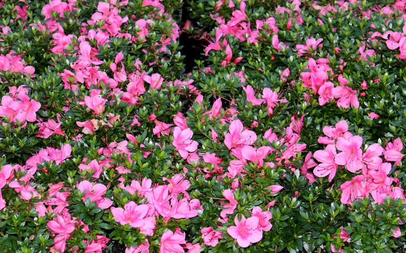 Chinzan Dwarf Azalea - 3 Gallon Pot - Image 7