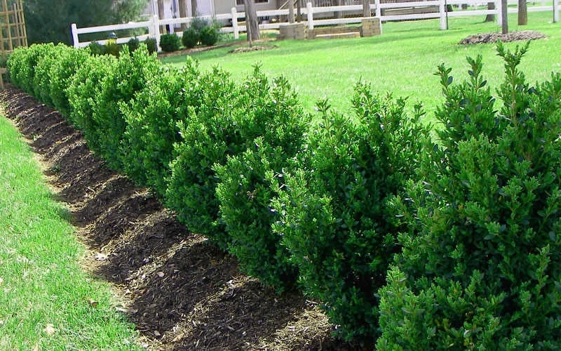Green Mountain Boxwood - 6 Pack Of 1 Gallon Pots - Image 5