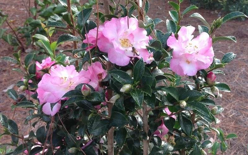 October Magic Orchid Camellia - 3 Gallon Pot - Image 5