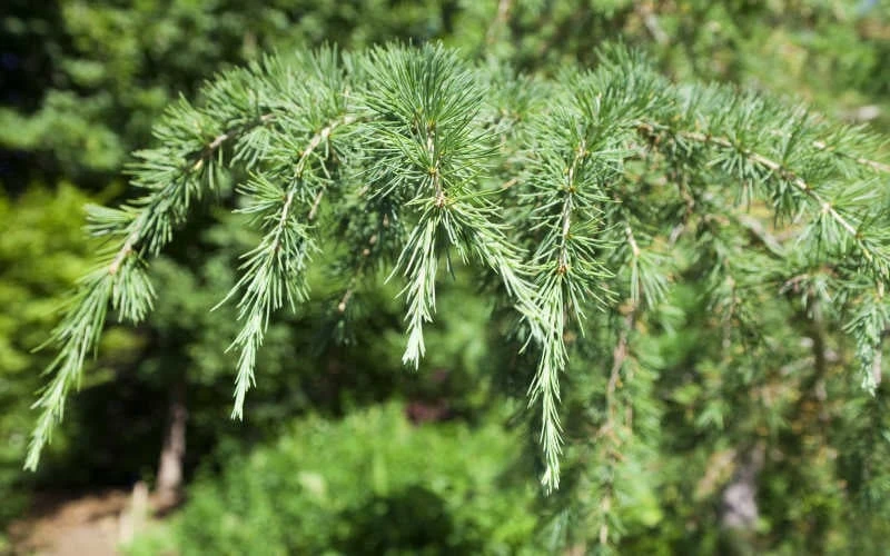 Deodar Cedar - 5 Gallon Pot (3-4') - Image 6