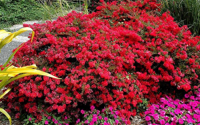 Cherry Dazzle Dwarf Crape Myrtle - 2 Gallon Pot - Image 4