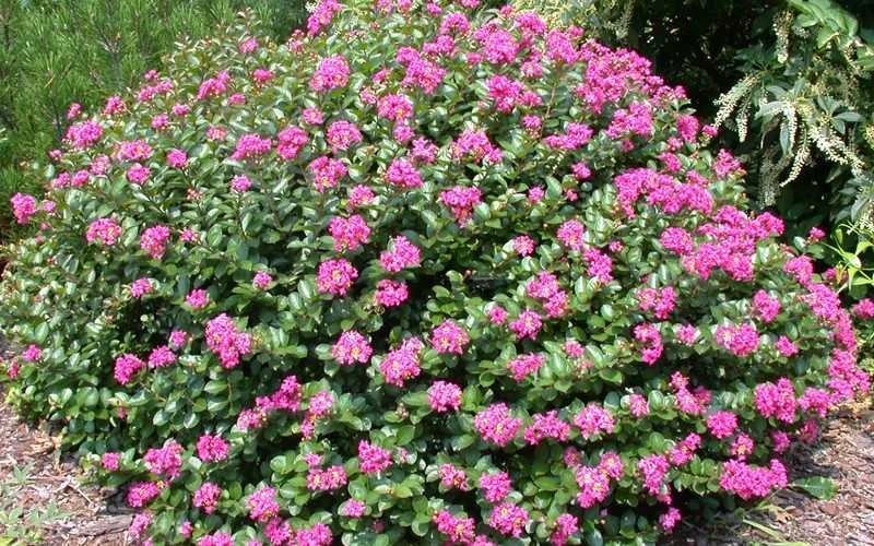 Pocomoke Dwarf Crape Myrtle - 6 Pack Of 1 Gallon Pots - Image 5