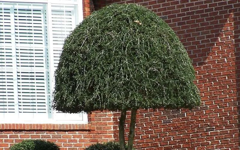 Weeping Yaupon Holly (Ilex Vomitoria 'Pendula') - 7 Gallon Pot (7-8') - Image 5