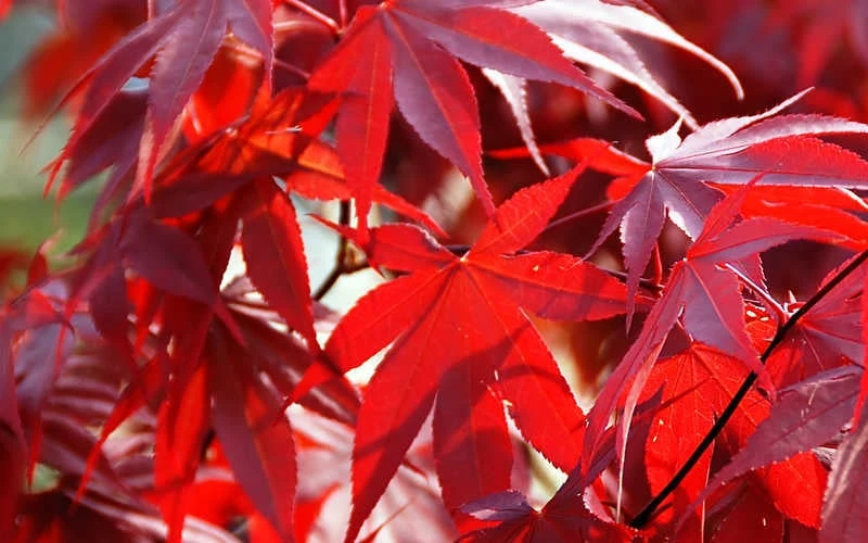Fireglow Red Leaf Japanese Maple - 5 Gallon Pot (4-4.5') - Image 7
