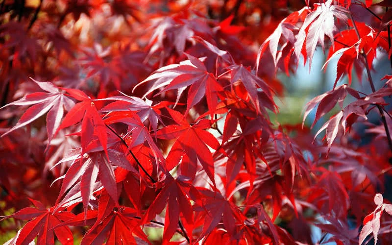 Fireglow Red Leaf Japanese Maple - 5 Gallon Pot (4-4.5') - Image 8