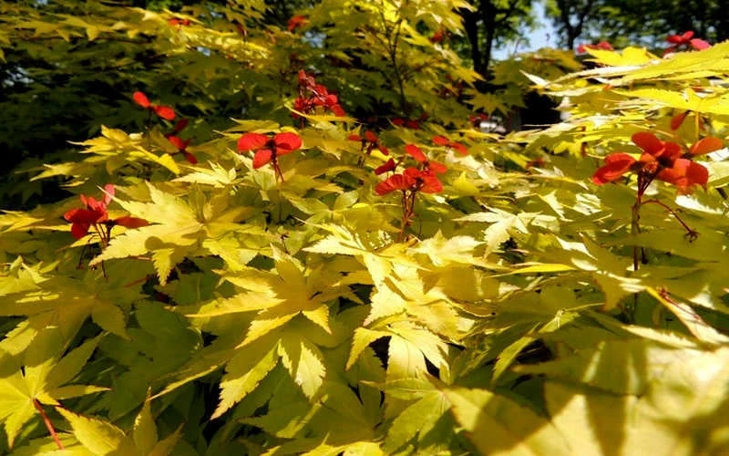 Summer Gold Japanese Maple - 1 Gallon Pot - Image 5