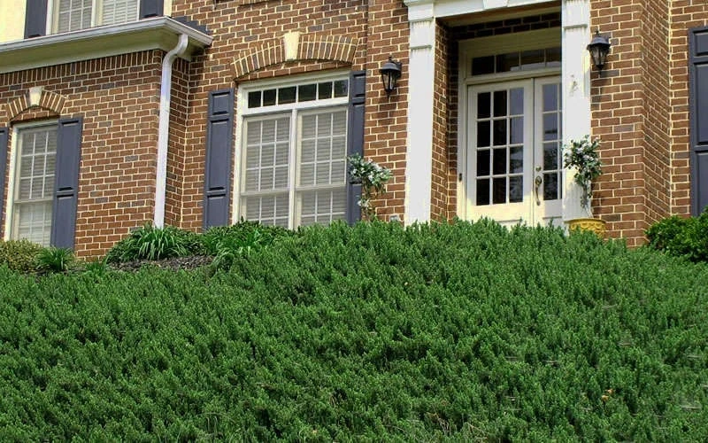 Blue Pacific Juniper - 1 Gallon Pot - Image 7