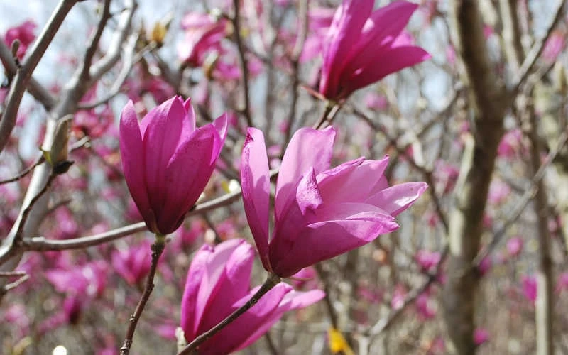 Ann Magnolia Tulip Tree - 2 Gallon Pot - Image 7