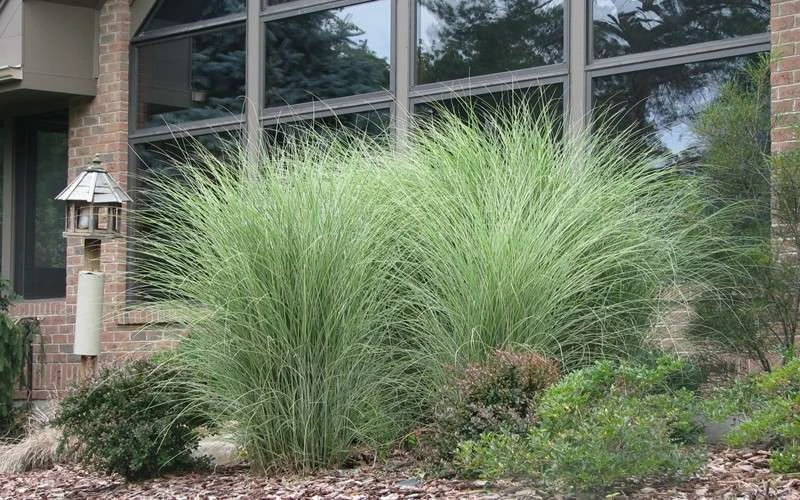 Maiden Grass - Miscanthus Sinensis 'Gracillimus' - 3 Gallon Pot - Image 5