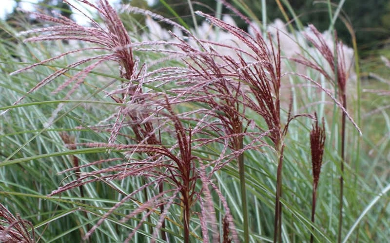 Maiden Grass - Miscanthus Sinensis 'Gracillimus' - 3 Gallon Pot - Image 8