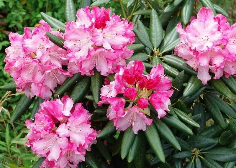Southgate 'Brandi' Rhododendron - 2 Gallon Pot - Image 4