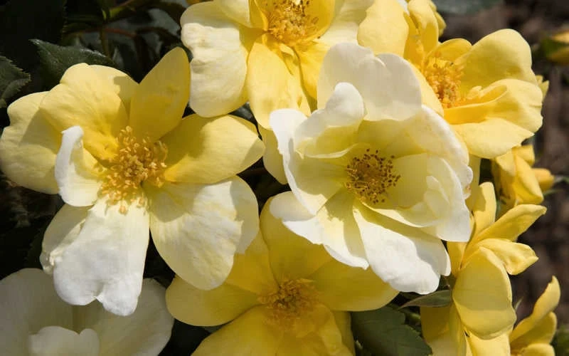 Sunny Yellow Knock Out Rose - 1 Gallon Pot - Image 4