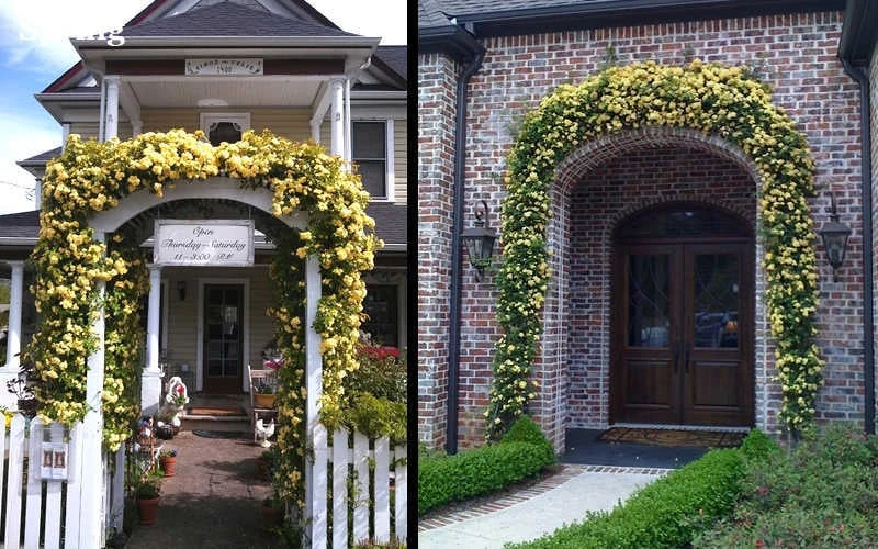 Lady Banks Yellow Rose - 3 Gallon Pot - Image 6