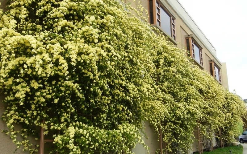 Lady Banks Yellow Rose - 2 Gallon Pot - Image 9