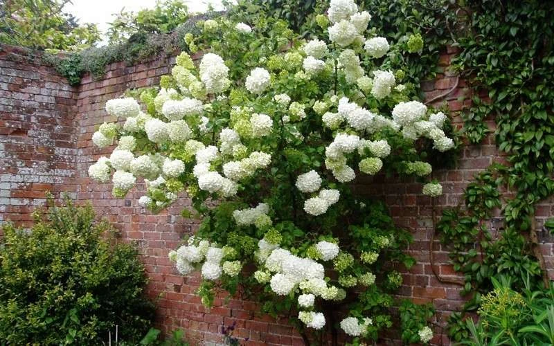 Chinese Snowball Viburnum Bush - 6 Pack Of 1 Gallon Pots - Image 6
