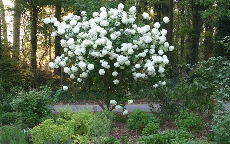 Chinese Snowball Viburnum Bush - 7 Gallon Pot (2-3') - Image 7