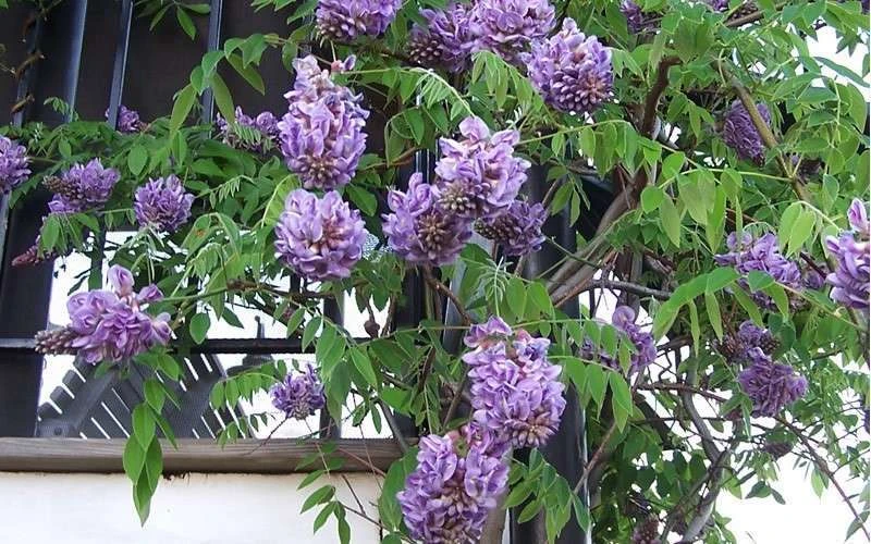 Amethyst Falls Wisteria Vine - 3 Gallon Pot - Image 9