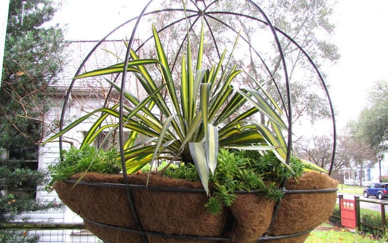 Color Guard Yucca - 3 Gallon Pot - Image 7