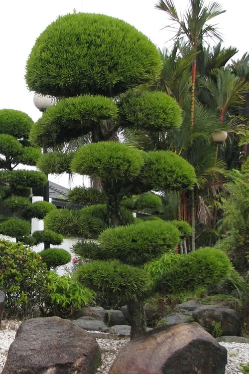 Podocarpus Macrophyllus Upright Yew - 6 Pack Of 1 Gallon Pots - Image 7