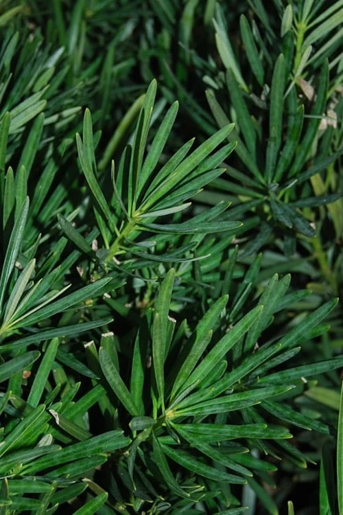 Podocarpus Macrophyllus Upright Yew - 6 Pack Of 1 Gallon Pots - Image 10