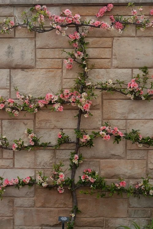 Toyo Nishiki Flowering Quince - Chaenomeles Speciosa - 5 Gallon Pot - Image 6