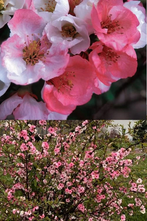 Toyo Nishiki Flowering Quince - Chaenomeles Speciosa - 5 Gallon Pot - Image 4