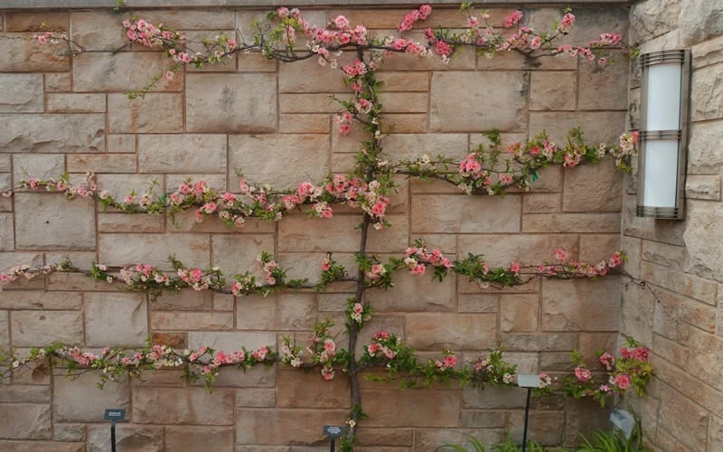 Toyo Nishiki Flowering Quince - Chaenomeles Speciosa - 5 Gallon Pot - Image 7