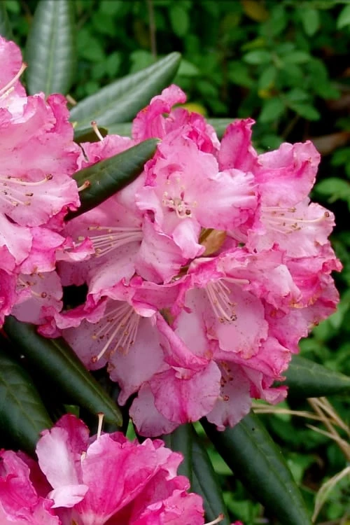 Southgate 'Brandi' Rhododendron - 2 Gallon Pot - Image 6