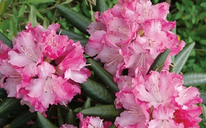 Southgate 'Brandi' Rhododendron - 2 Gallon Pot - Image 5