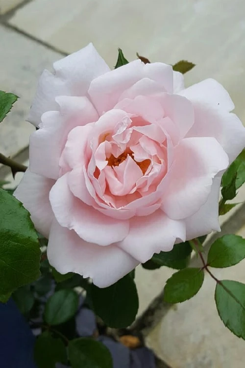 New Dawn Climbing Rose - 5 Gallon Pot - Image 8