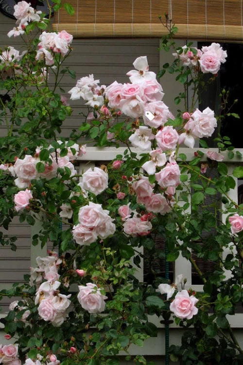 New Dawn Climbing Rose - 5 Gallon Pot - Image 9