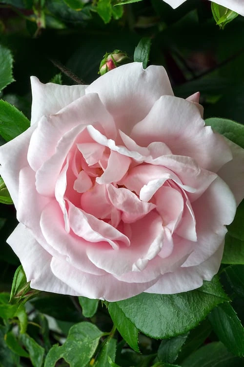 New Dawn Climbing Rose - 5 Gallon Pot - Image 10