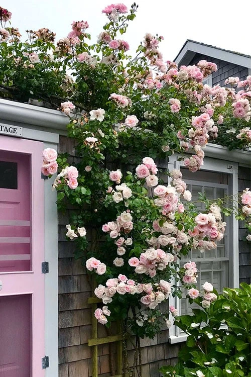 New Dawn Climbing Rose - 5 Gallon Pot - Image 6