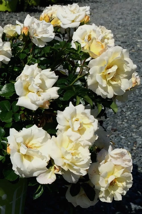 Popcorn Drift Groundcover Rose - 3 Gallon Pot - Image 6