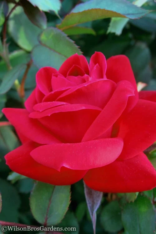 Red Double Knock Out Rose - 5 Gallon Pot - Image 3
