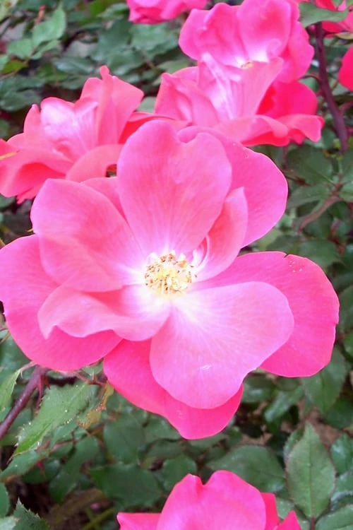 Pink Knock Out Rose - 1 Gallon Pot - Image 7