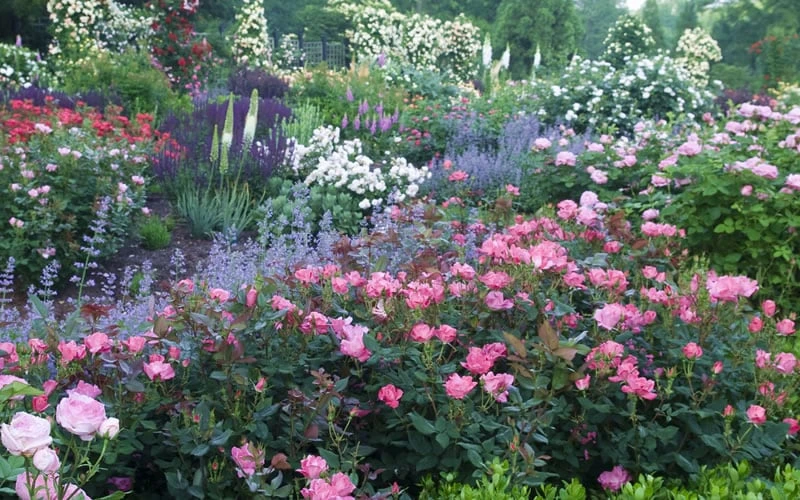 Pink Knock Out Rose - 1 Gallon Pot - Image 6